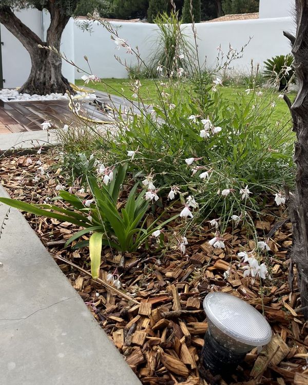 Gaura planté par AH Paysage