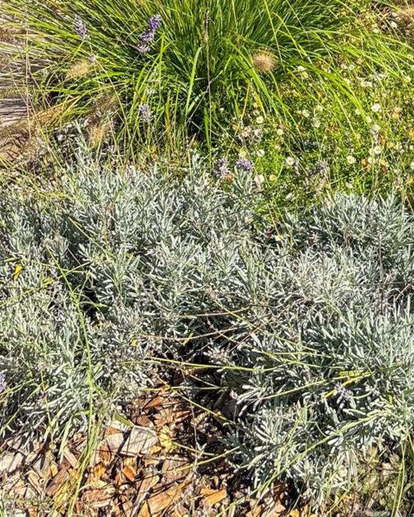 Lavande planté par AH Paysage