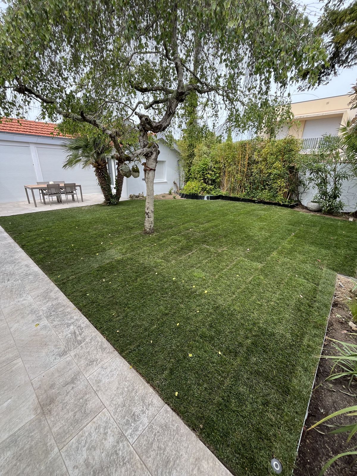 Gazon de placage sous un bouleau, terrasse en dalles